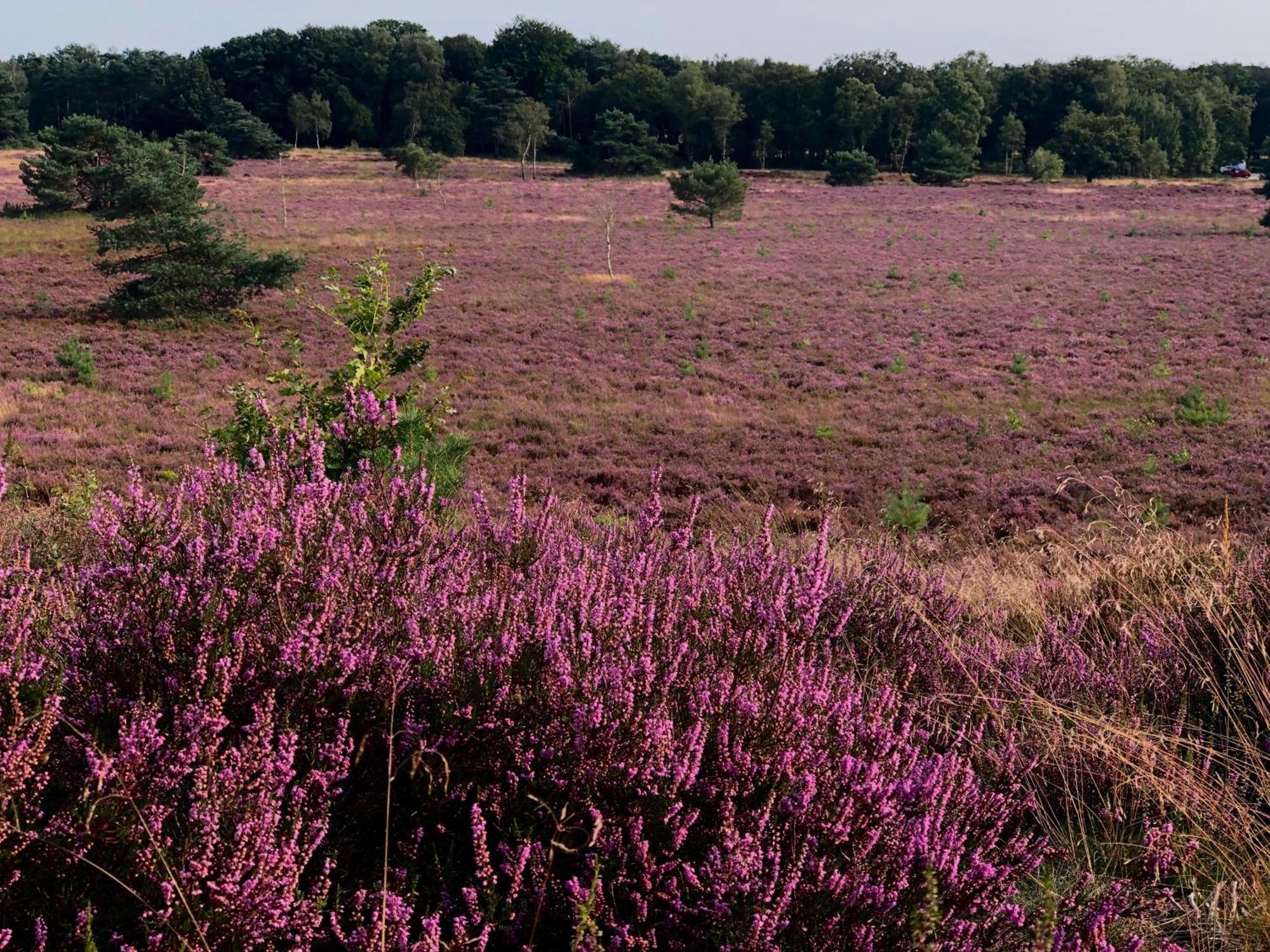 Het Natuurhuisje Op De Veluwe Нюнспет Екстер'єр фото